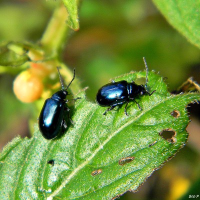 Image Flea Beetles