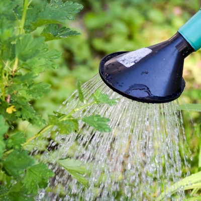 Image2 fish emulsion