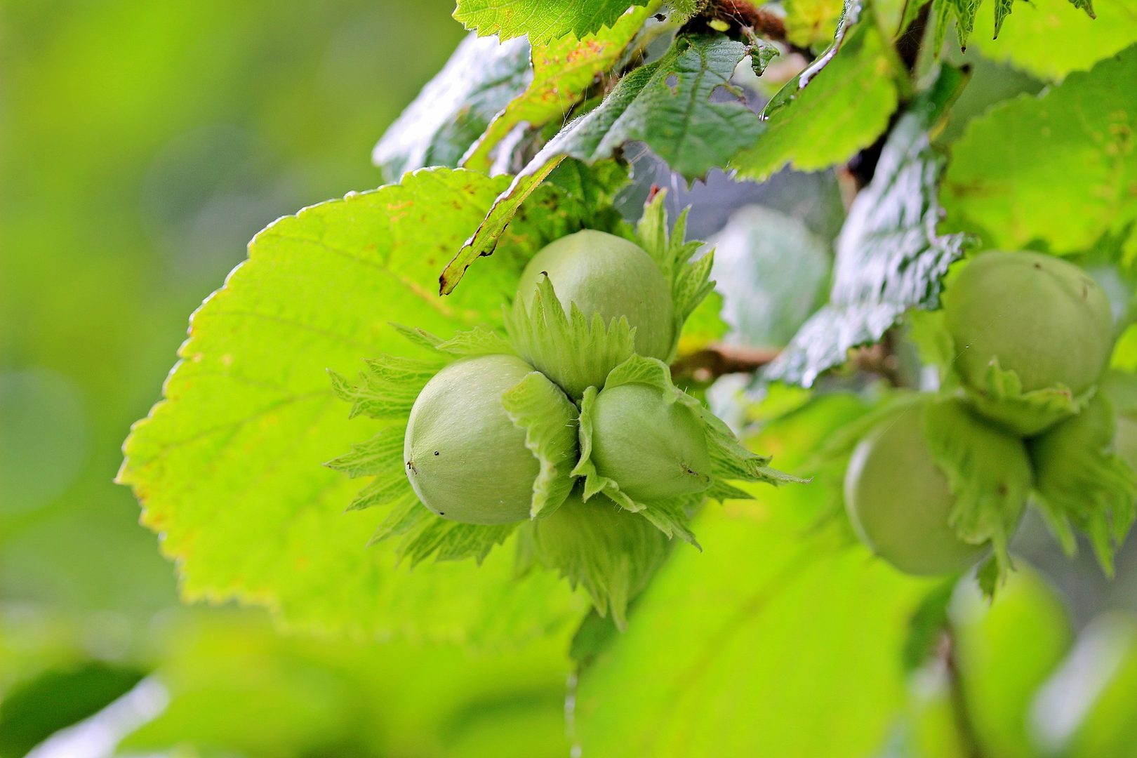 Hazelnut