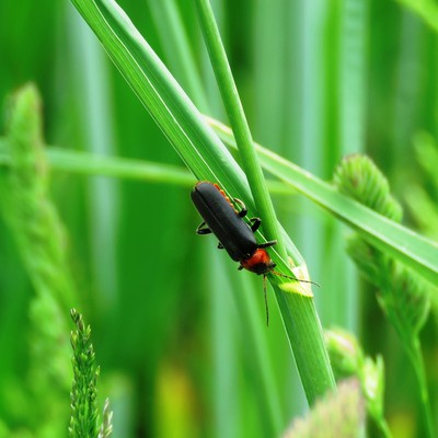 Image Soldier Beetles