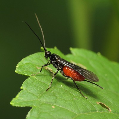 Image Parasitic Wasps