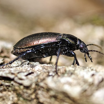 Image Ground Beetles