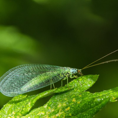 Image Lacewings