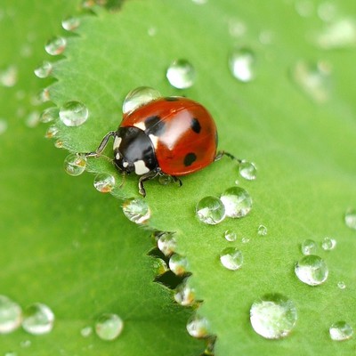 Image Ladybugs