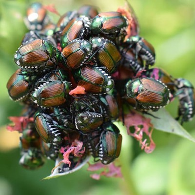 Image Japanese Beetles