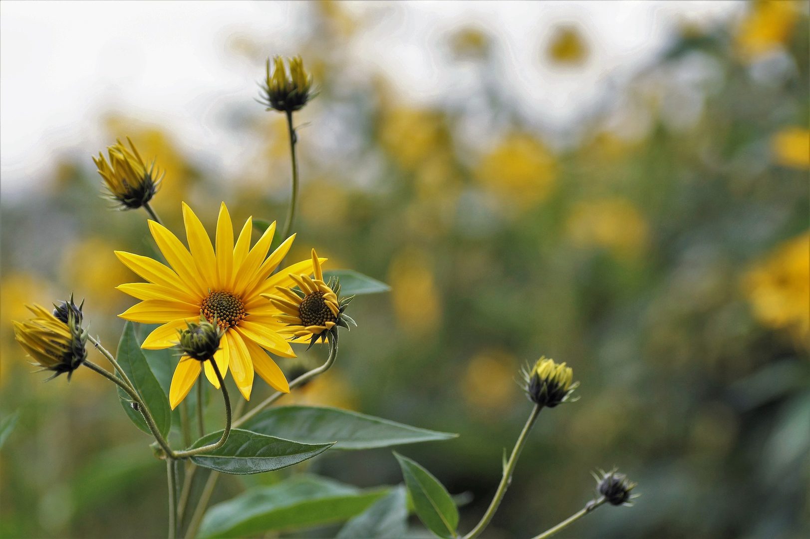Jerusalem Artichoke