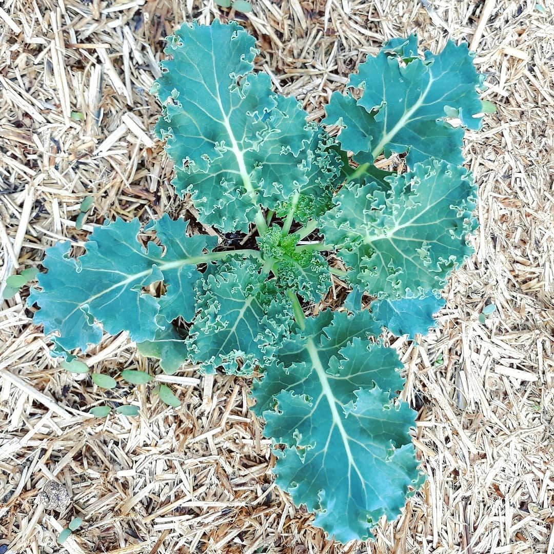 Kale