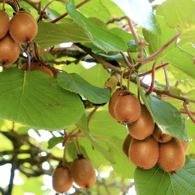 Kiwi Fruit Image2