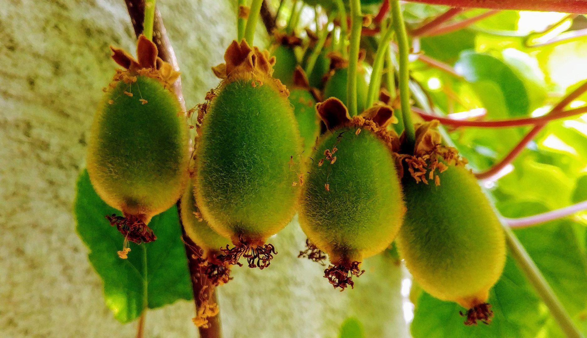 Kiwi Fruit