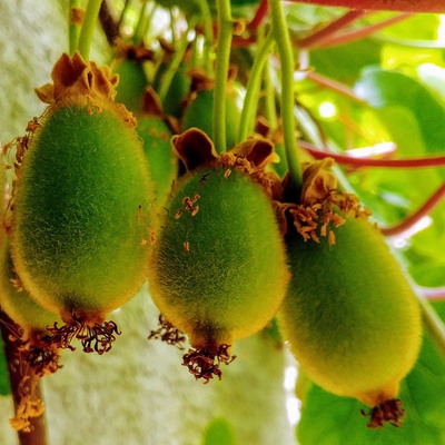 Kiwi Fruit Image1