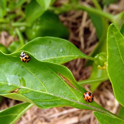 Image2 beneficialinsects