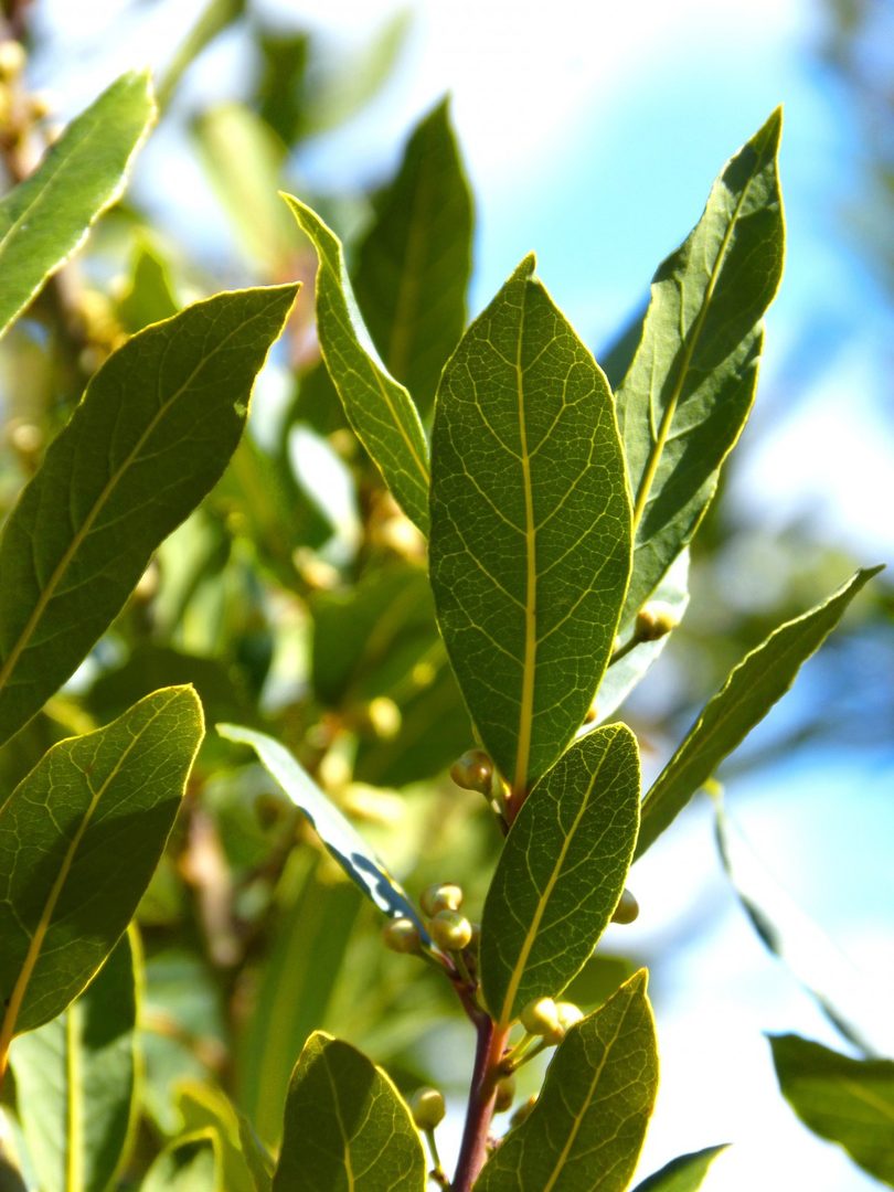 Bay Leaf (Bay Laurel)