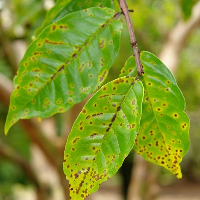 Image Leaf Spot