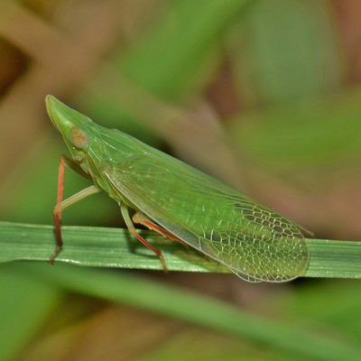Image Leafhoppers