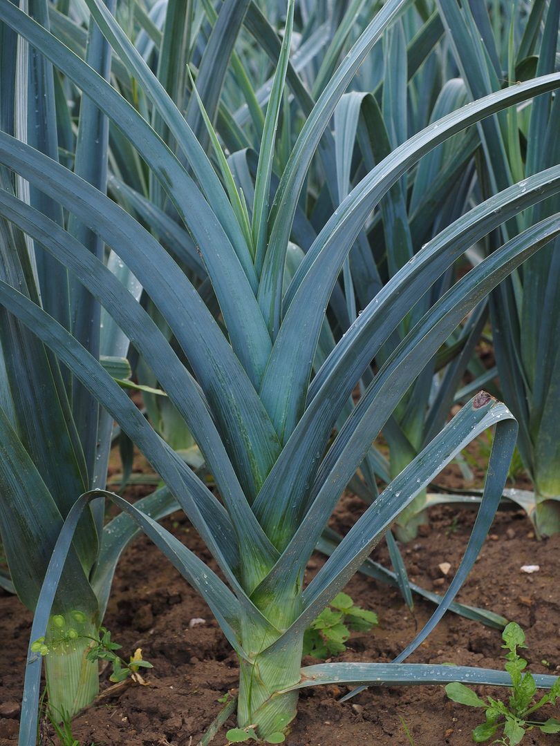Leek
