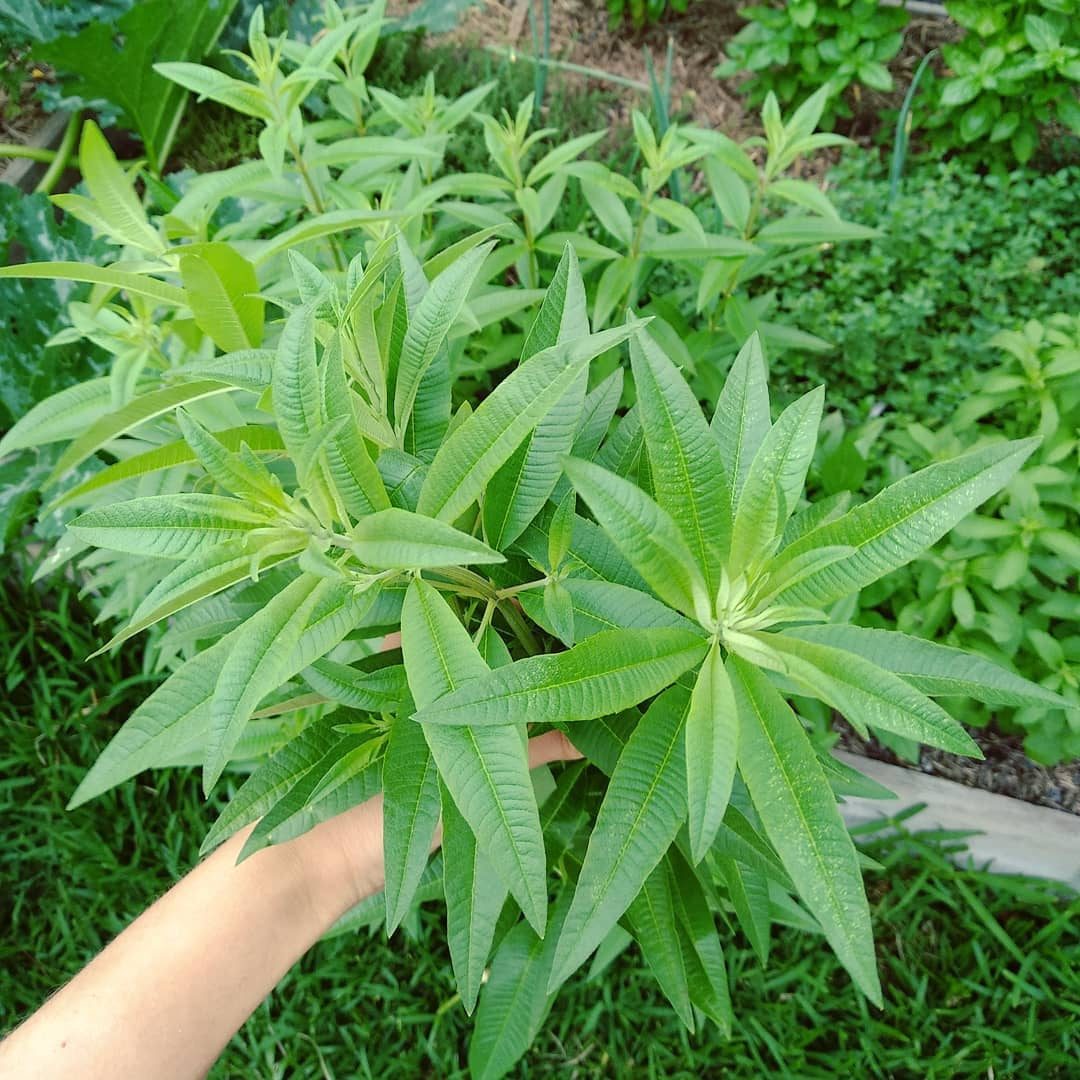 Lemon Verbena