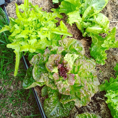 Lettuce Image1