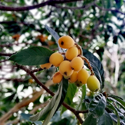 Loquat Image2