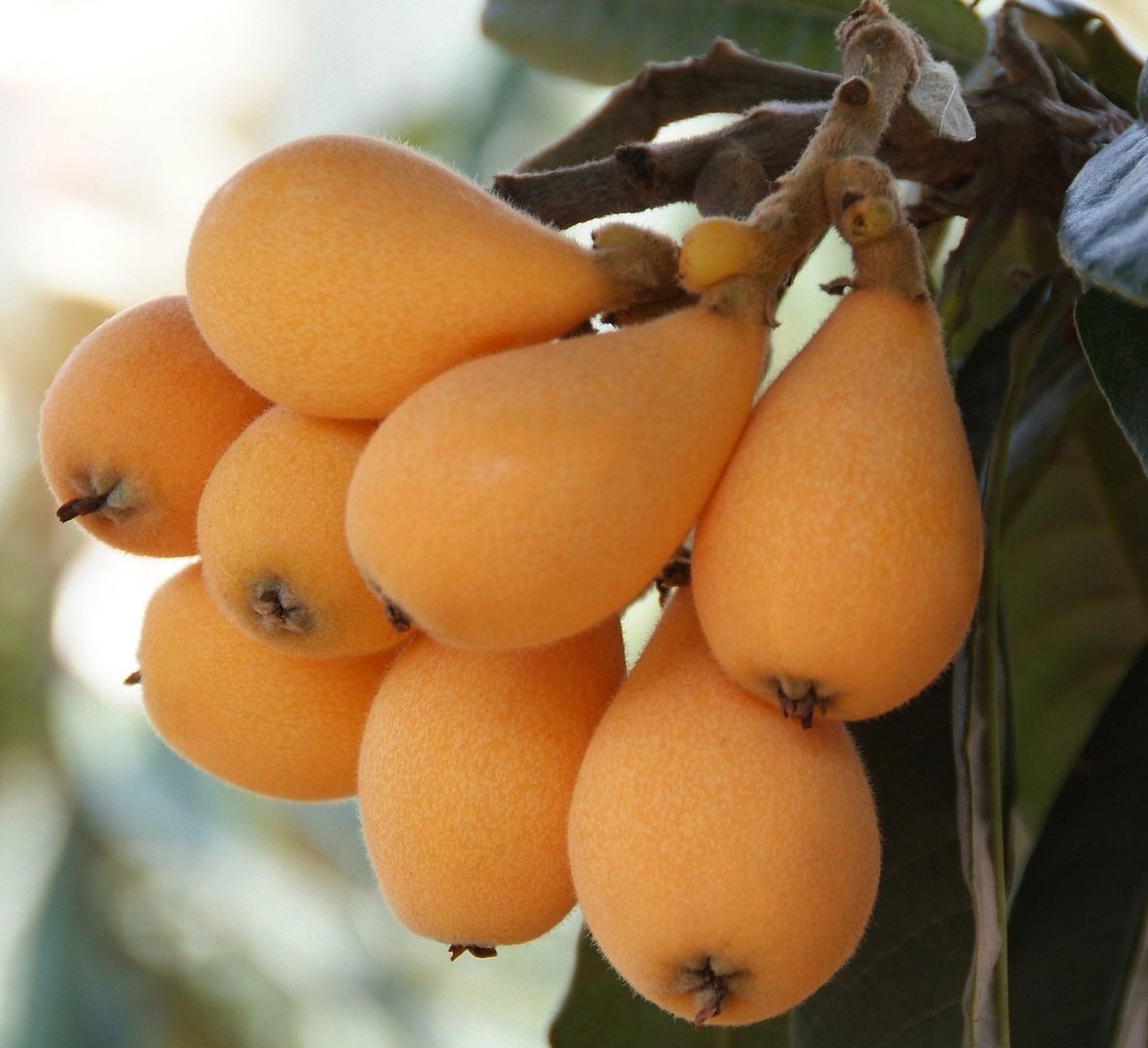 Loquat