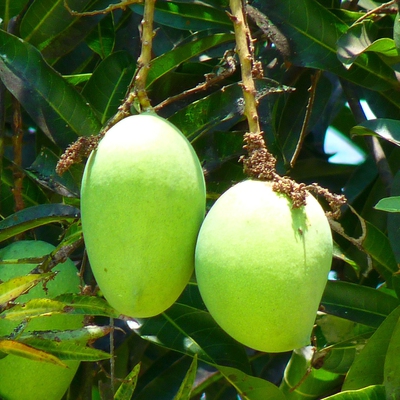 Mango Image1