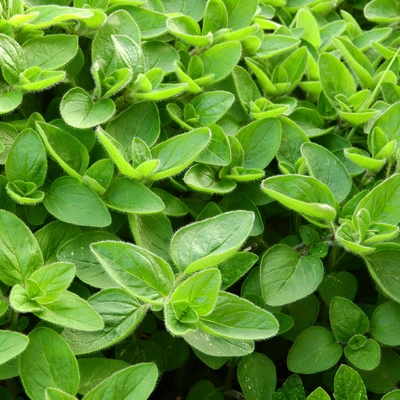 Image marjoram