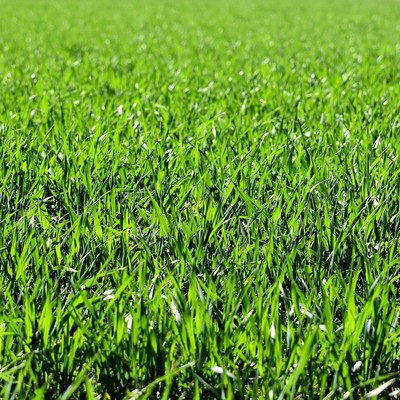 Image grassclippings