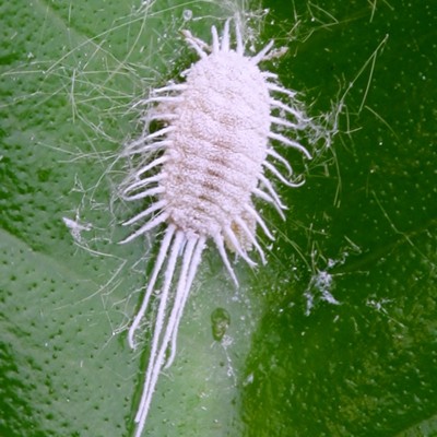 Image Mealybugs