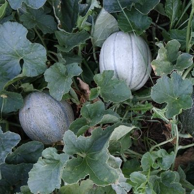 Rockmelon (Cantaloupe) Image2