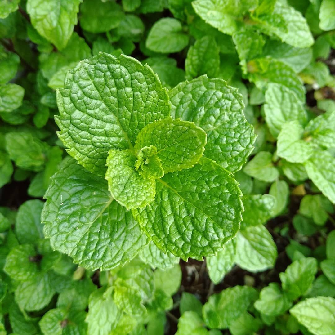 Mint