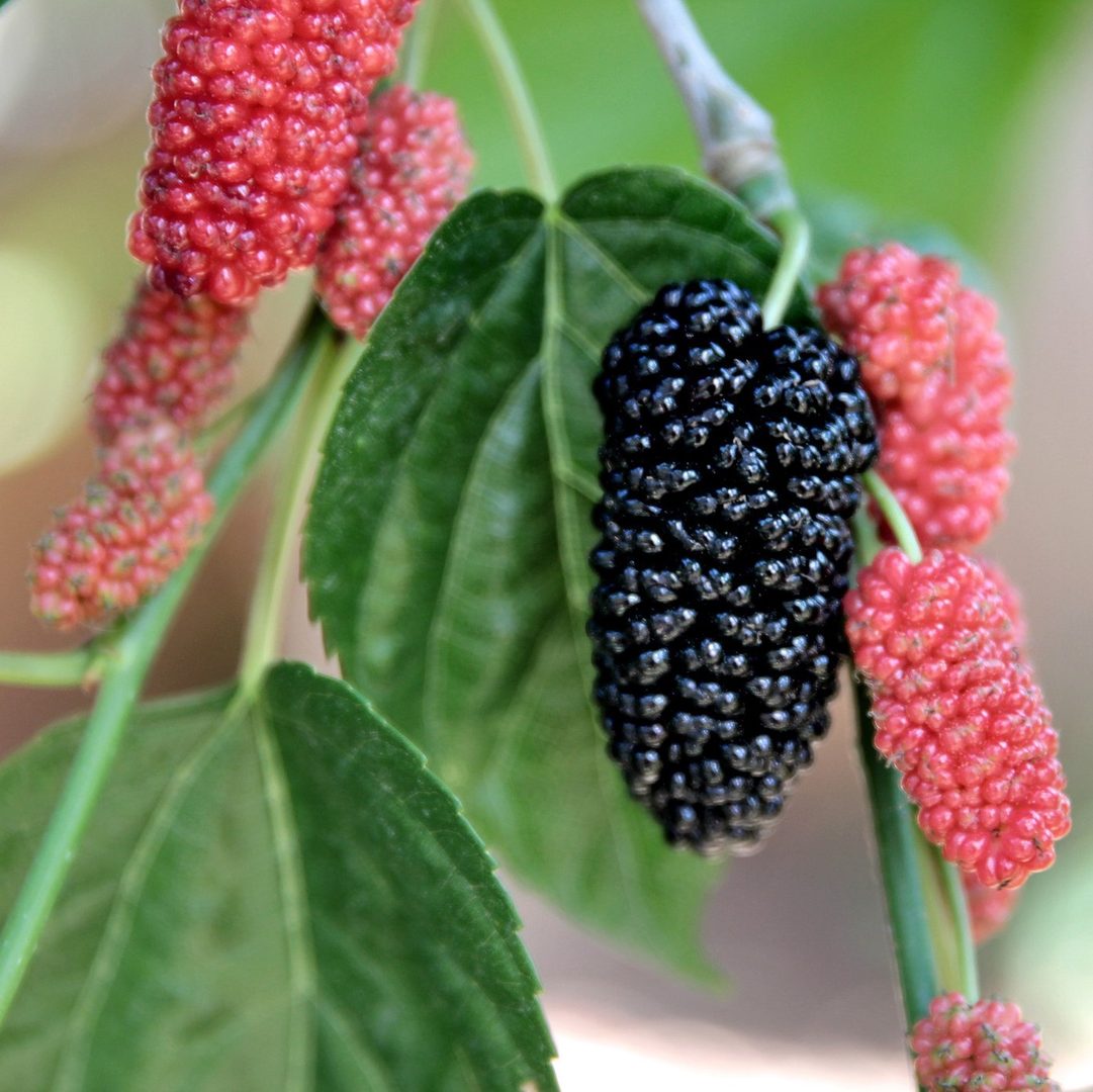 Mulberry