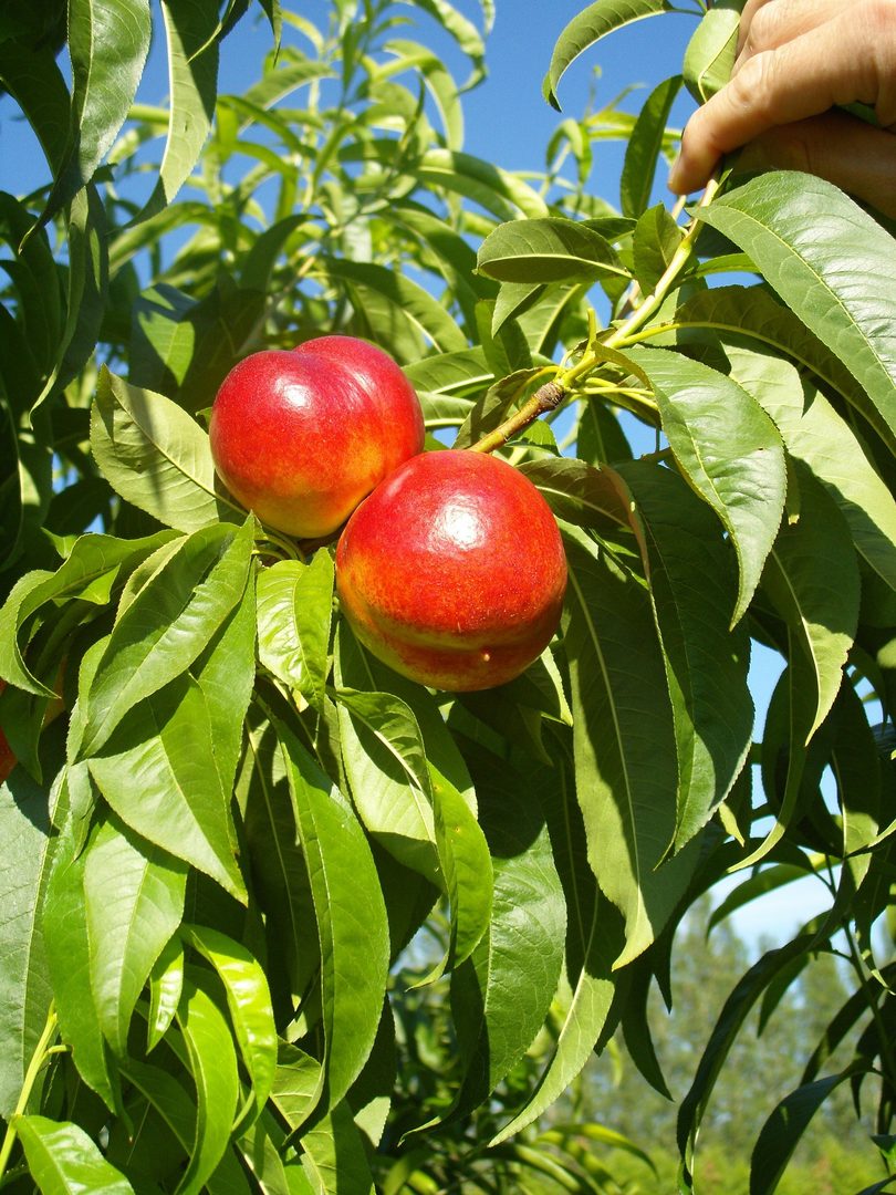 Nectarine