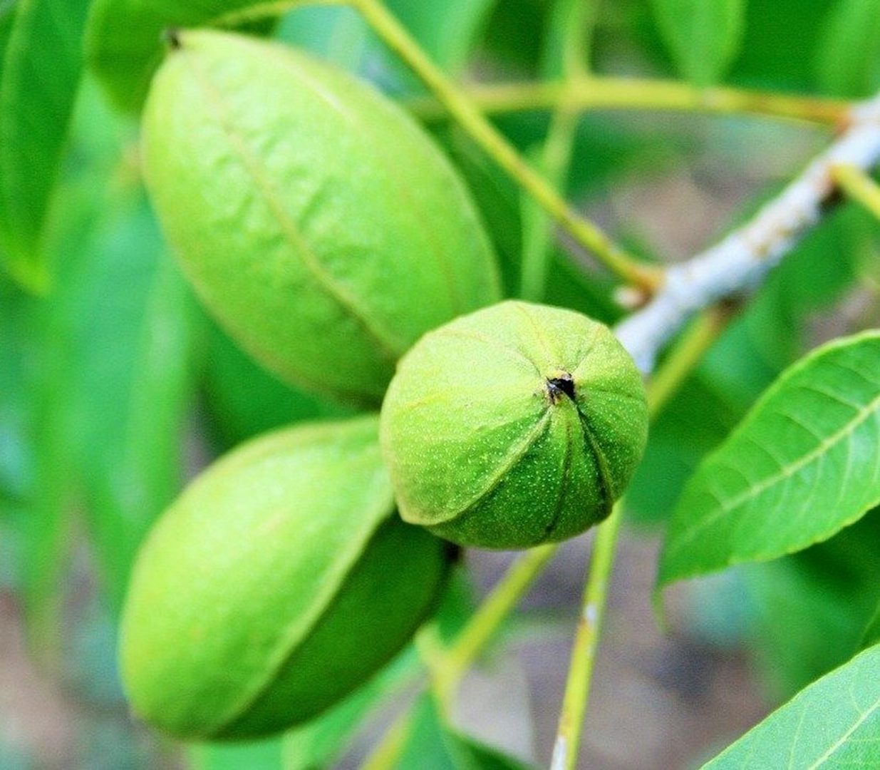 Pecan