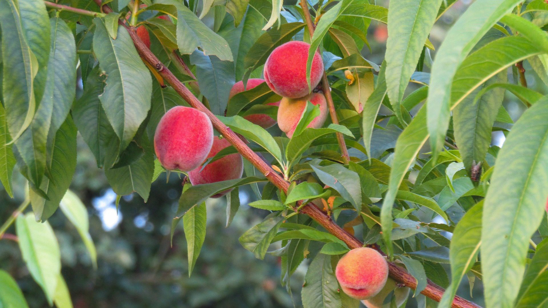 Peach