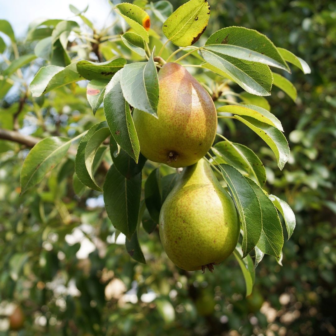 Pear