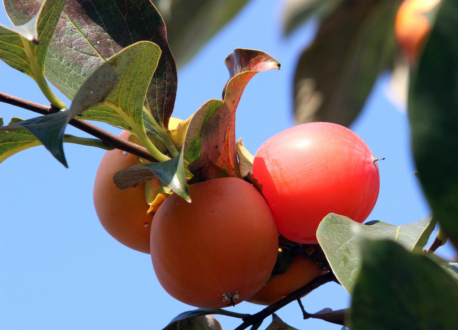 Persimmon