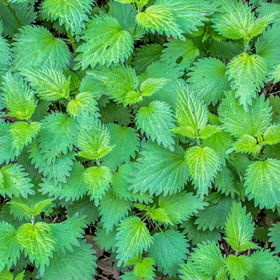 Image2 stingingnettle