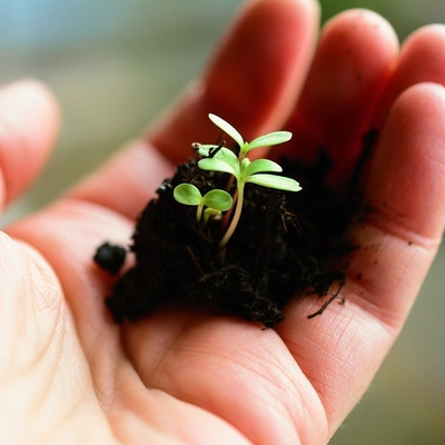 Image AvoidingTransplantShock