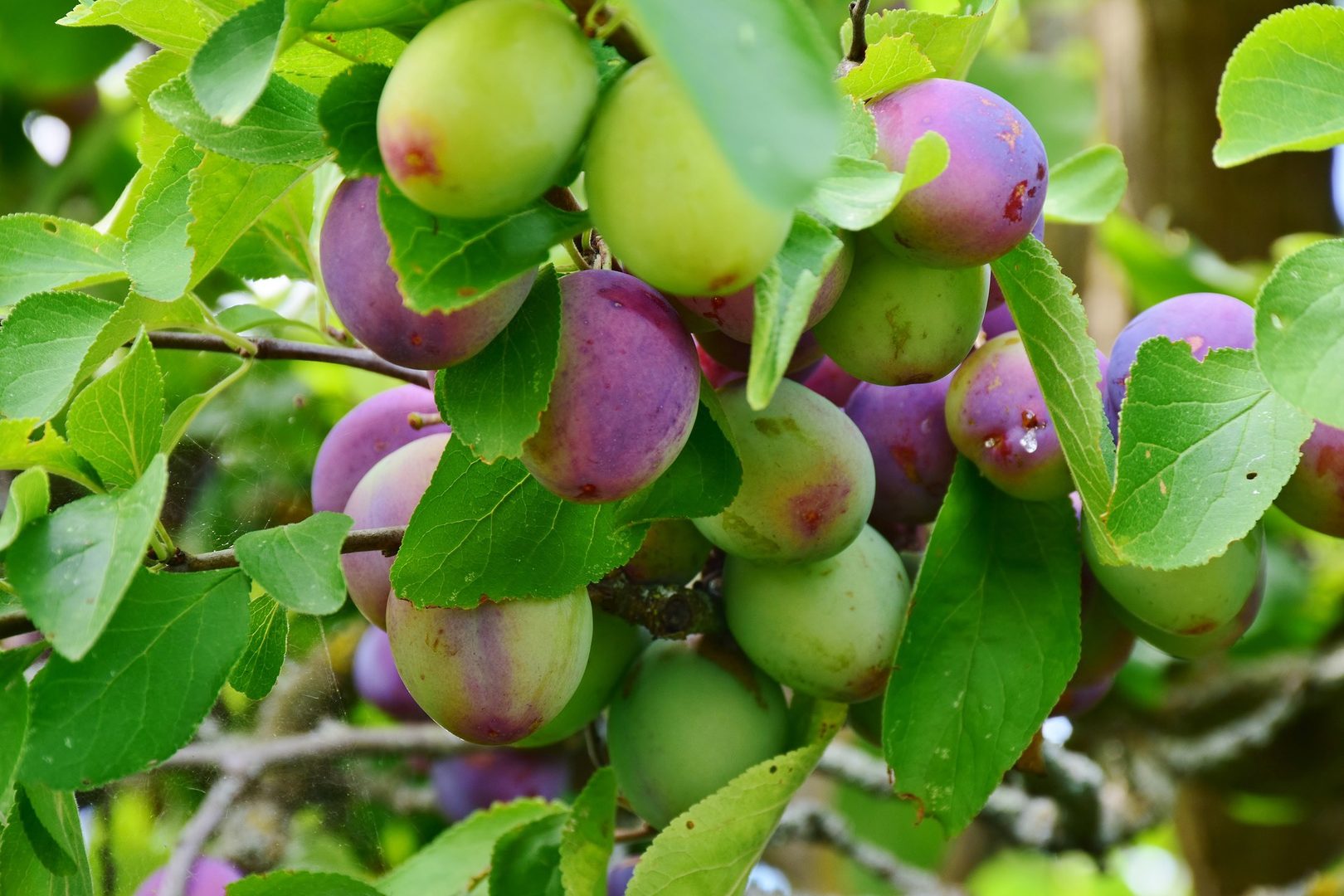 Plum
