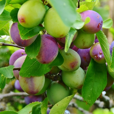 Image plum