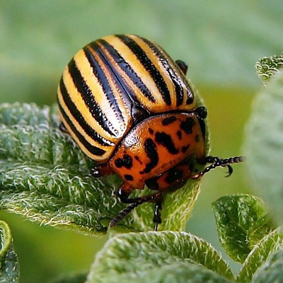 Image Potato Beetles