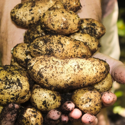 Potato Image1