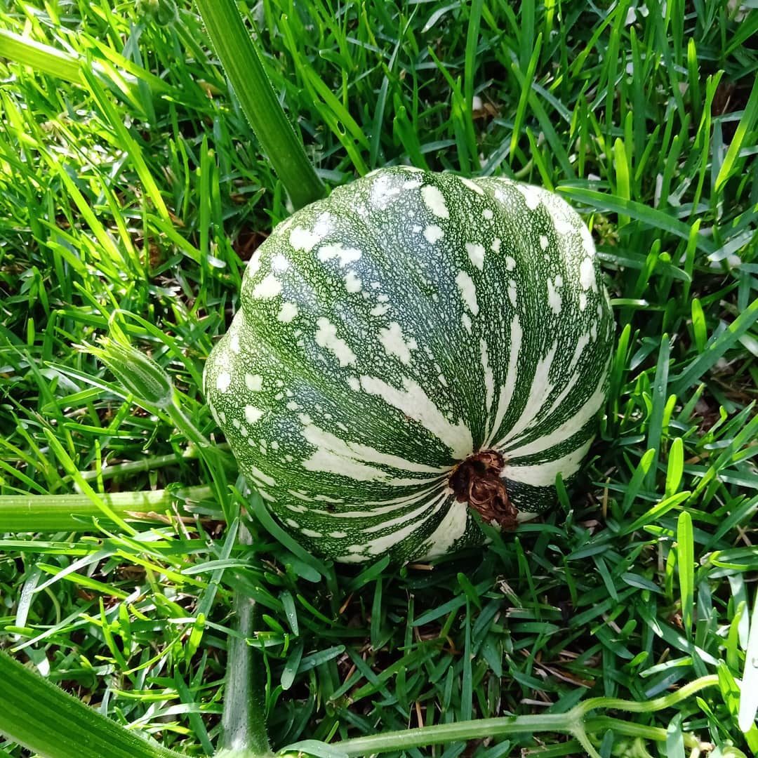 Pumpkin