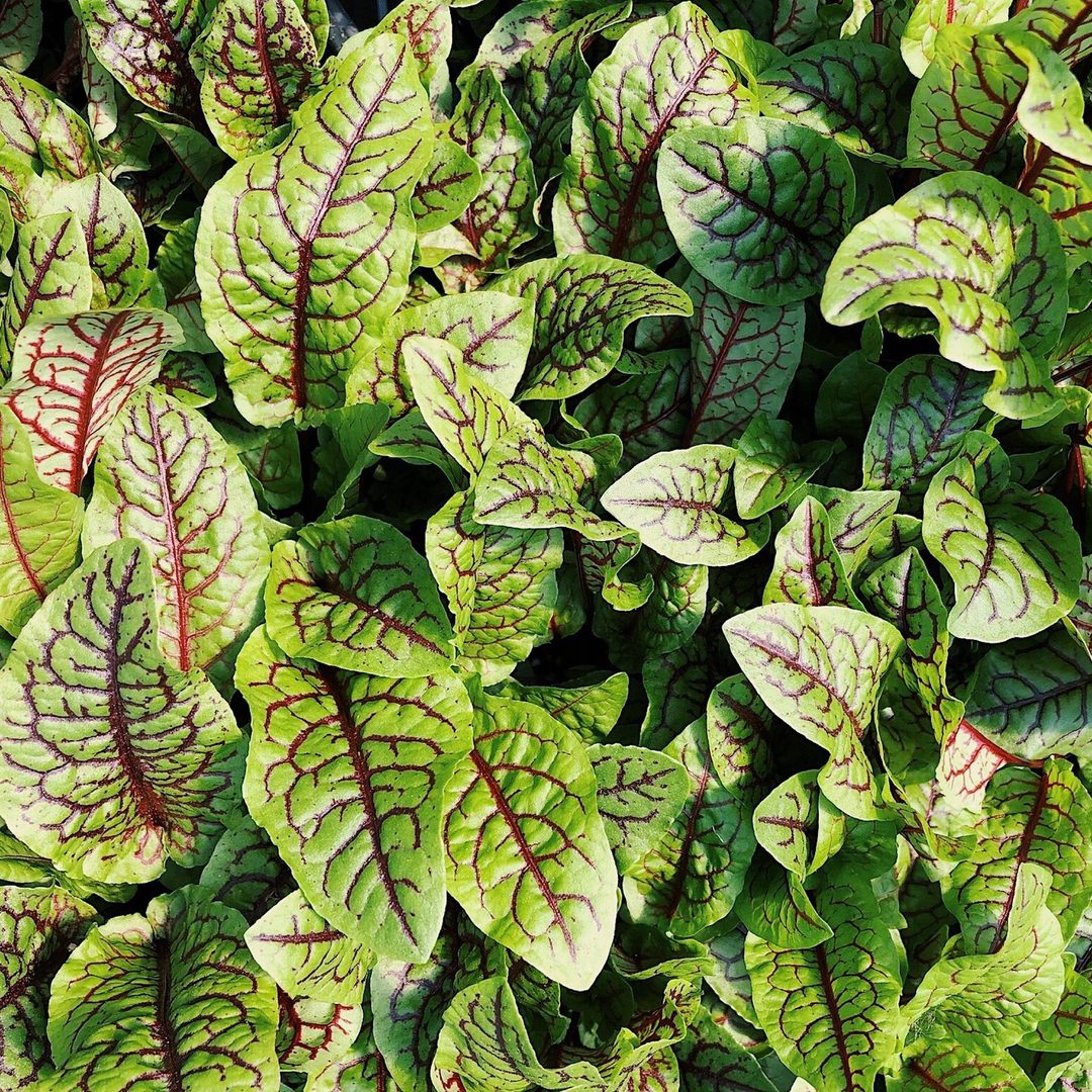 Sorrel