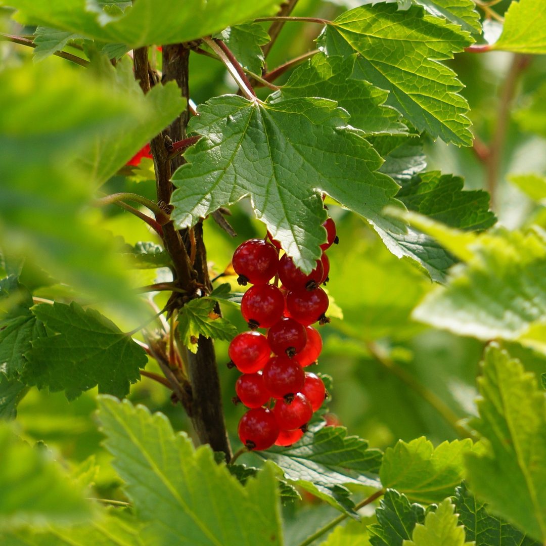 Redcurrant