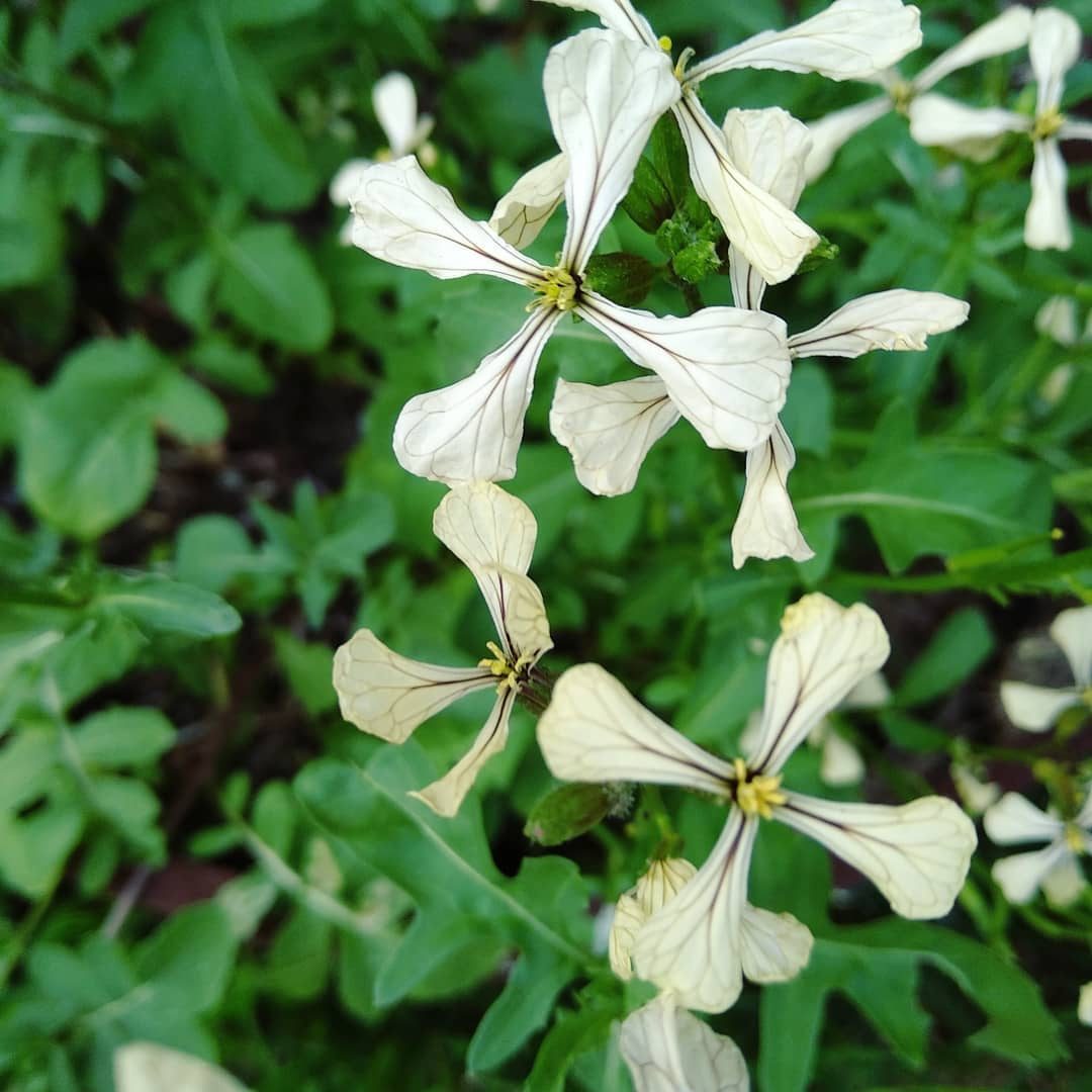 Rocket (Arugula)