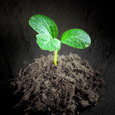 Image3 AvoidingTransplantShock