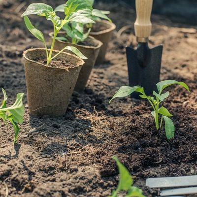 Image2 AvoidingTransplantShock