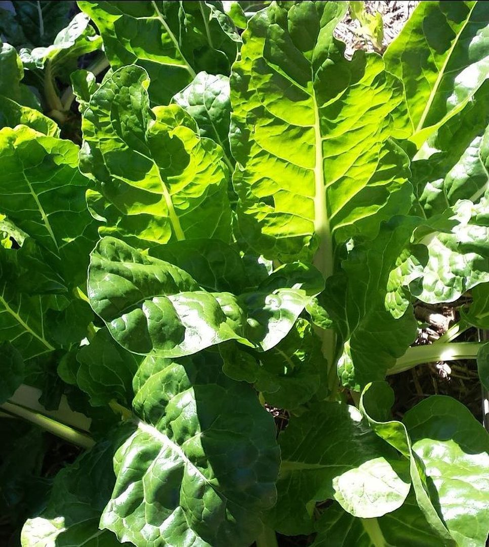 Chard (Silverbeet)