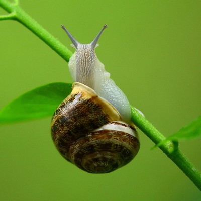 Image Snails