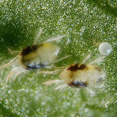 Image Two Spotted Mites